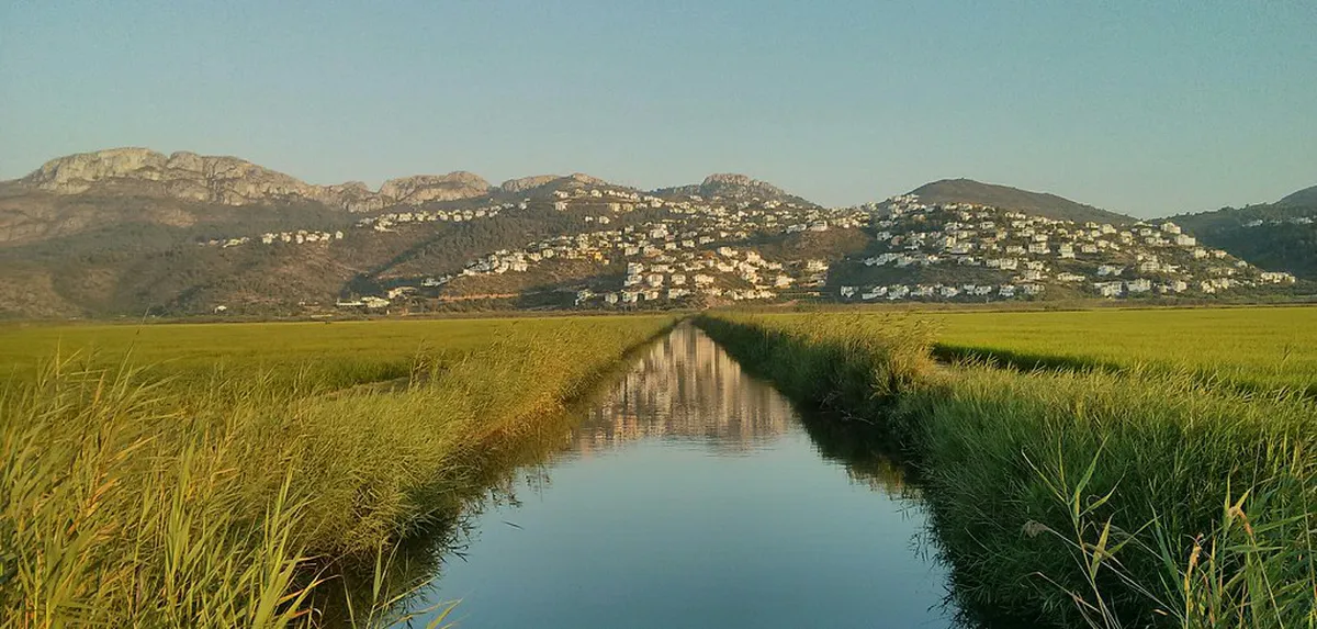 Skip Common Rice in alicante, Spain